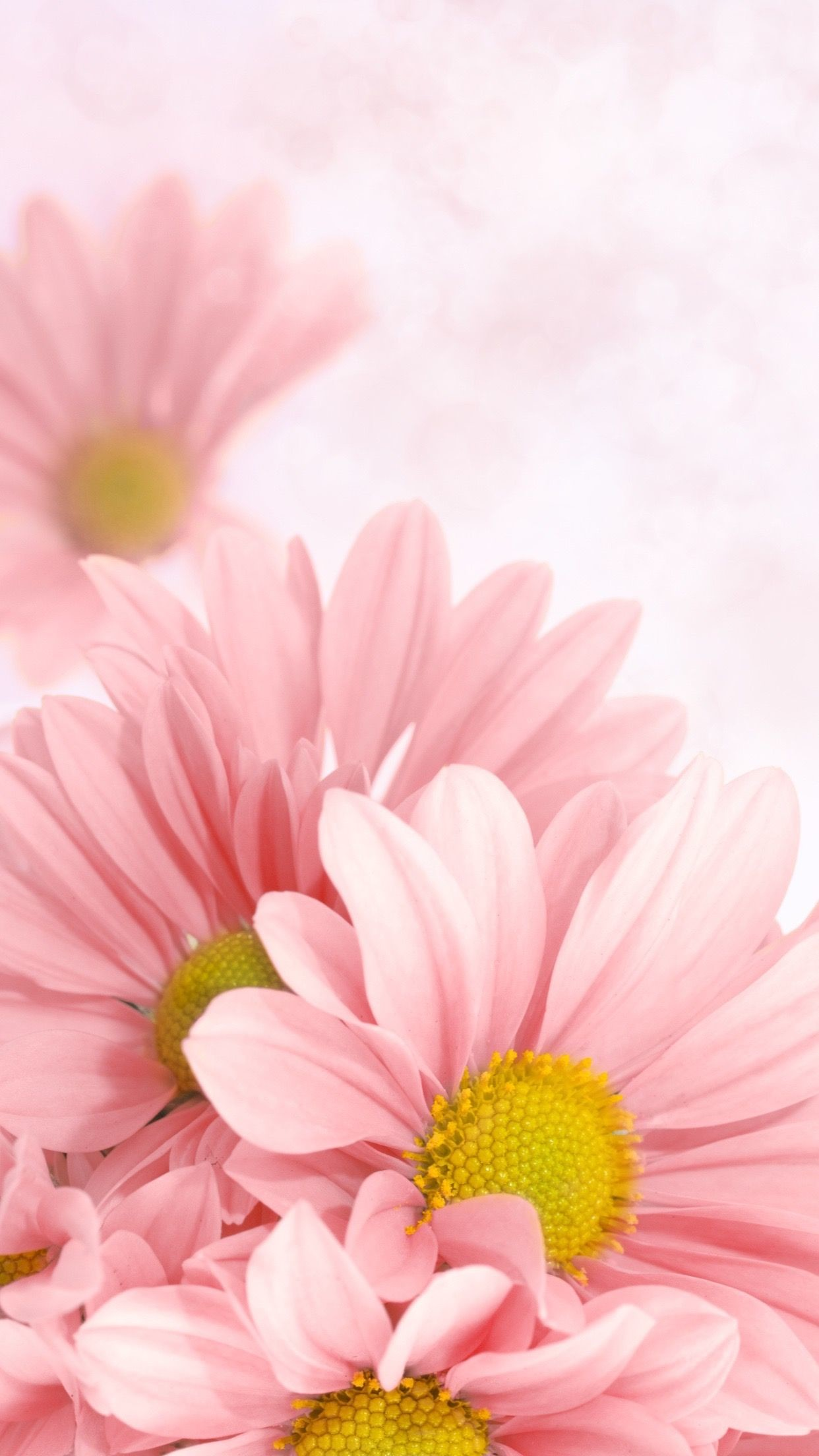 Hình nền bông hoa đẹp rực rỡ chất lượng cao siêu nét 10000 bông hoa đẹp   ảnh hoa miễn phí
