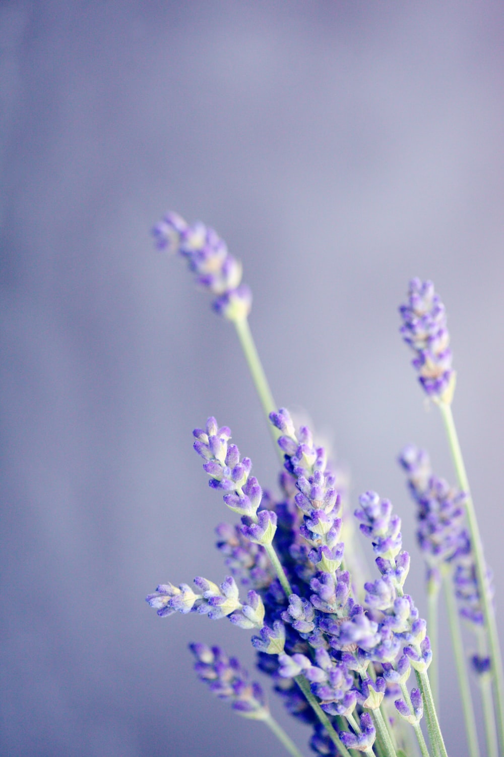 55 Hình ảnh hoa oải hương Lavender đẹp nhất làm hình nền máy tính điện  thoại