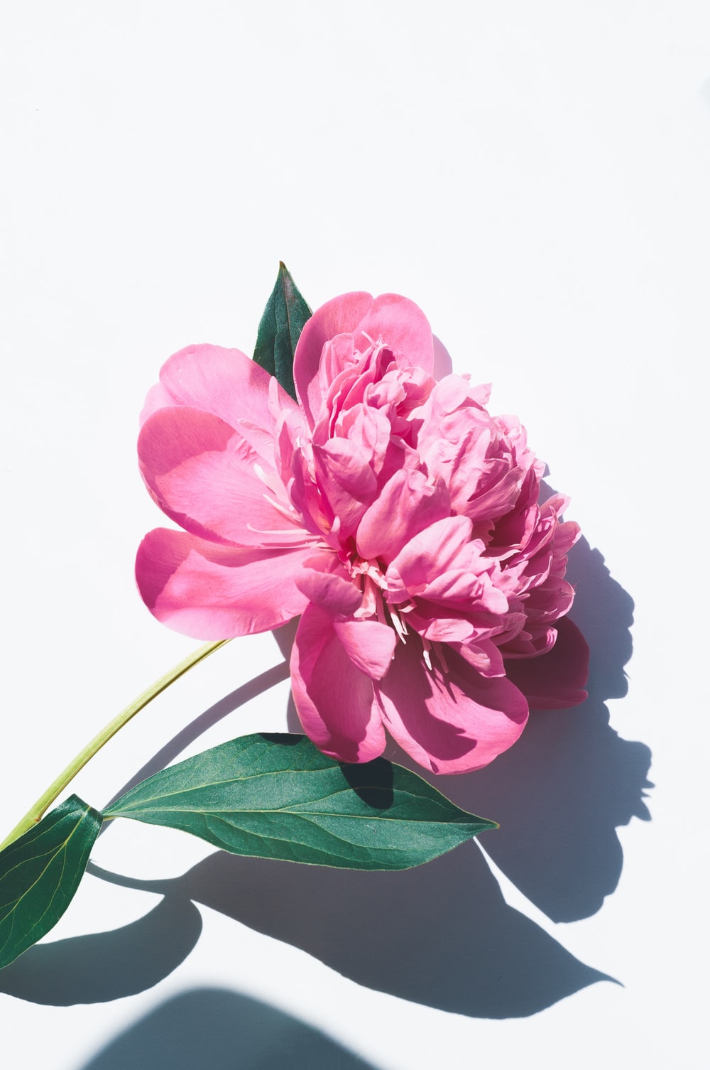 Bộ sưu tập hình nền hoa đẹp top đầu với hơn 999 tấm ảnh chất lượng 4K
