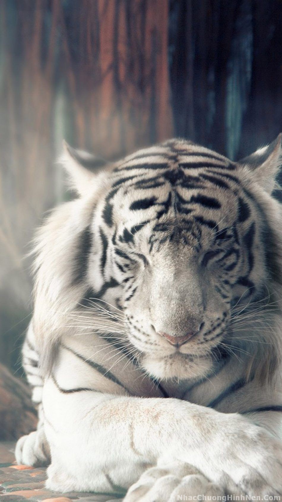 Bộ sưu tập 500 Background white tiger Sang trọng đẹp mắt