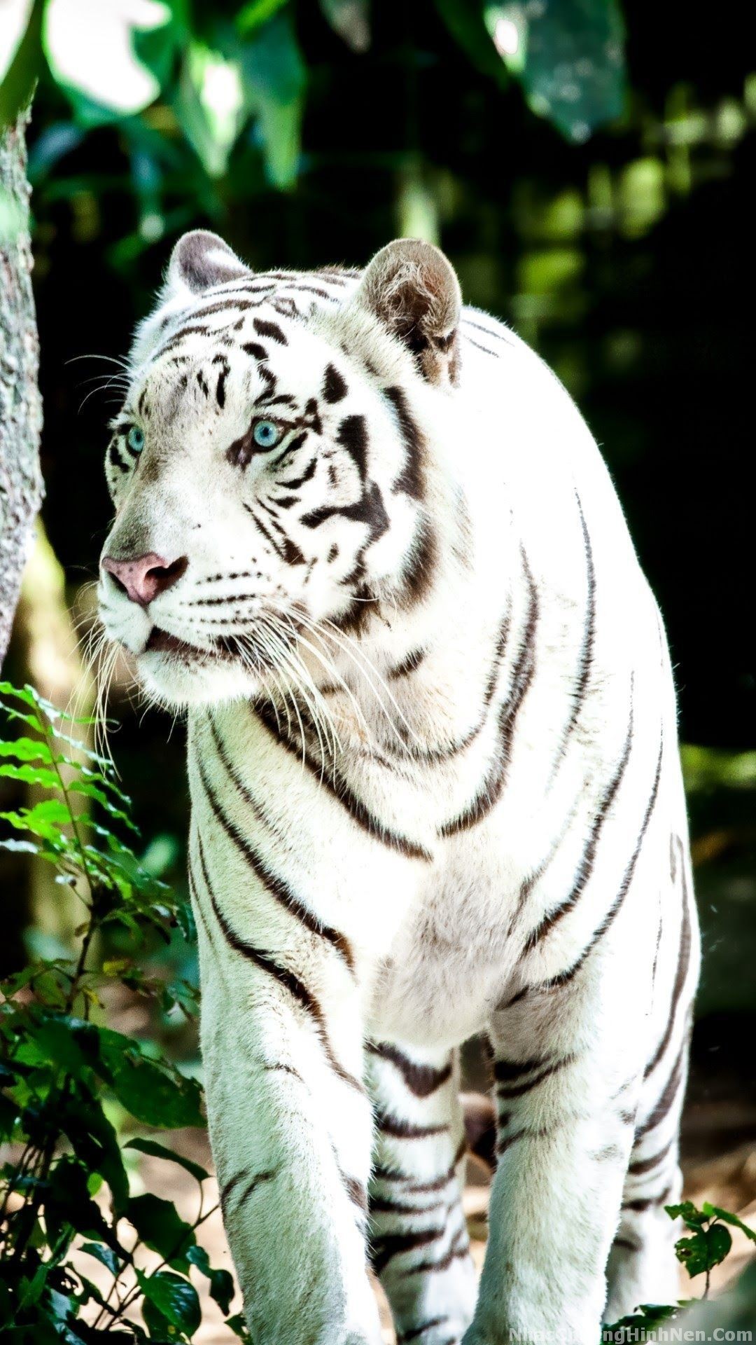 Tuyển tập 100 hình nền Tiger đẹp  Hổ con dễ thương cho máy tính  VFOVN