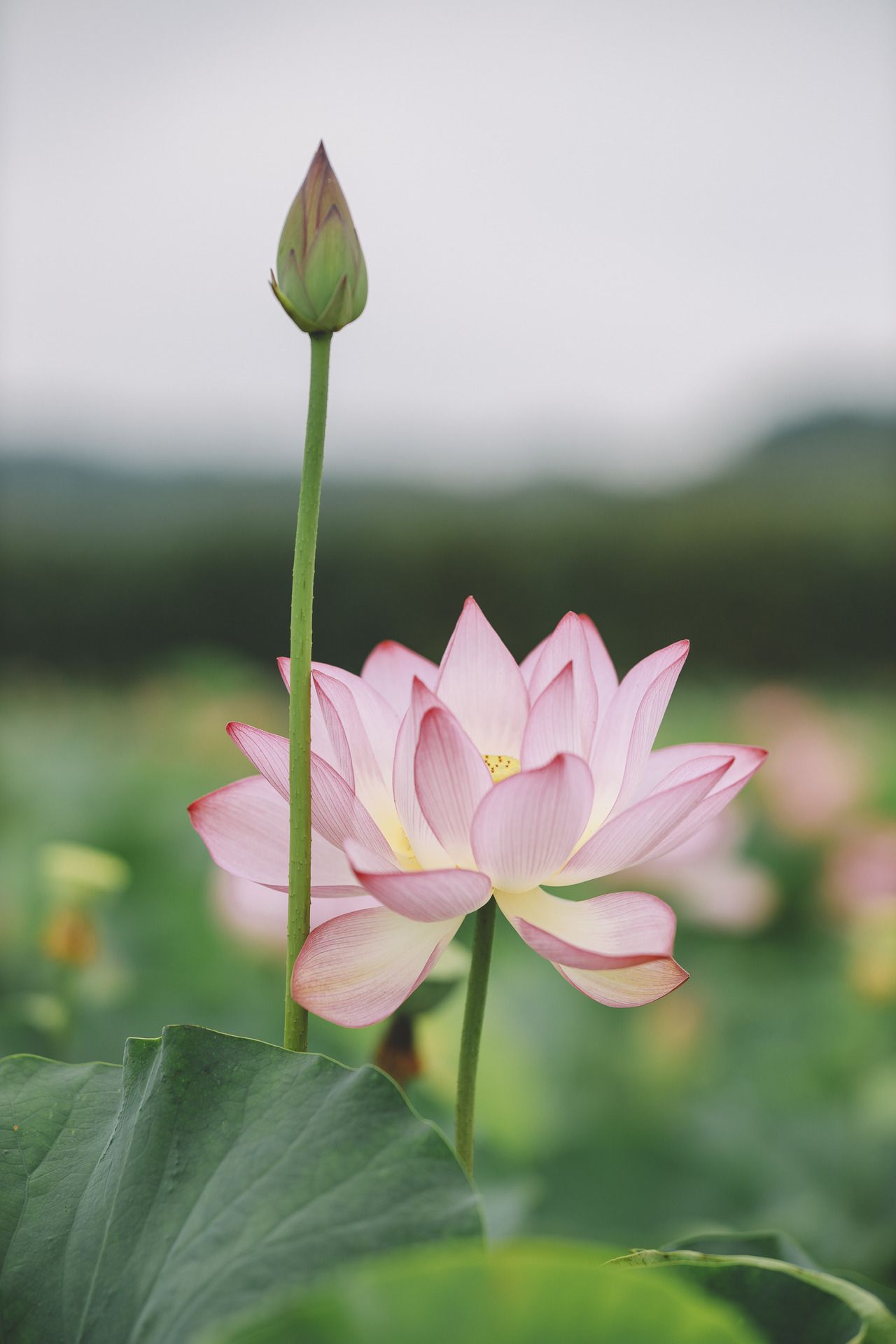 Tải bộ hình nền hoa sen tuyệt đẹp cho điện thoại iPhone  White flowers  Flower pictures Water lilies