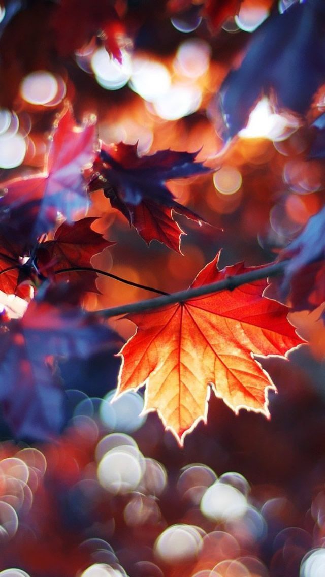 Không gì tuyệt vời hơn khi màn hình điện thoại của bạn được trang trí bởi những hình nền mùa thu đẹp sắc màu và ngọt ngào. Đây là cách tuyệt vời để thể hiện tình yêu với mùa thu và làm cho người xem bị cuốn hút ngay từ cái nhìn đầu tiên.